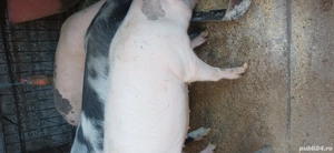 vand porci grasi 80 - 120 kg - imagine 2