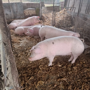 Porci de vânzare  - imagine 2