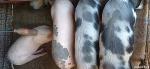 vand porci grasi 80 - 120 kg - imagine 4