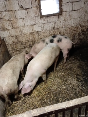 vând porcii  - imagine 2