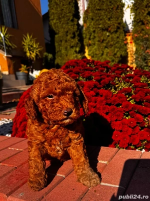 pudell baiat 2 luni - imagine 3