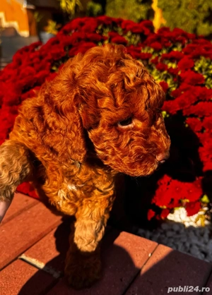 pudell baiat 2 luni - imagine 2