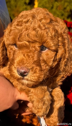 pudell baiat 2 luni - imagine 5