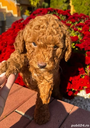 pudell baiat 2 luni - imagine 4