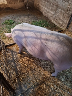 Purcea gestanta cu marele alb - imagine 2