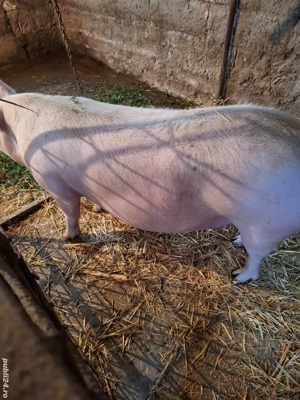 Purcea gestanta cu marele alb - imagine 4