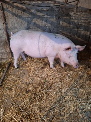 Purcea gestanta cu marele alb - imagine 3