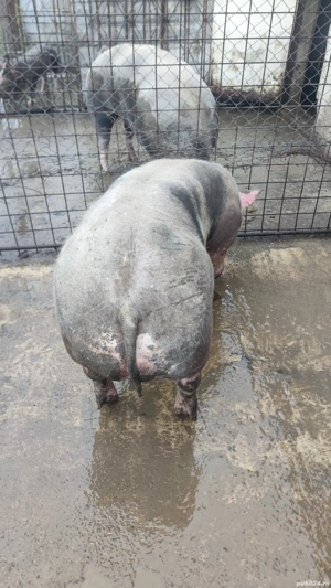 porci si purcei pietrain