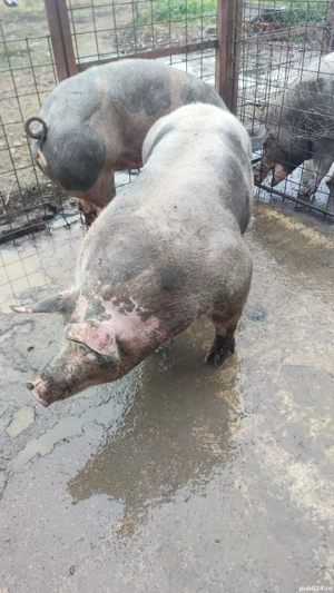 porci si purcei pietrain - imagine 2