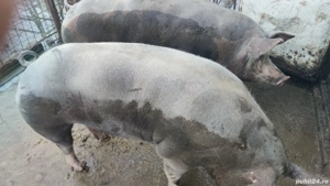 porci si purcei pietrain - imagine 3