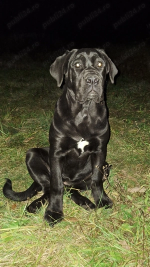 Cane Corso femela cu pedigree! - imagine 2