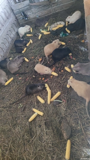 Nutrii mature si pui