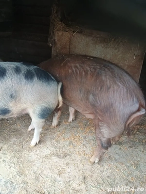 porci de vânzare 