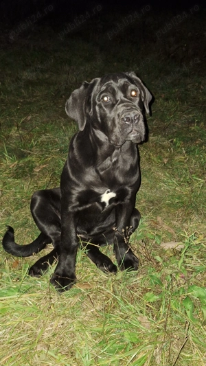Cane Corso femela cu pedigree! - imagine 4