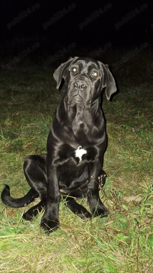 Cane Corso femela cu pedigree! - imagine 6