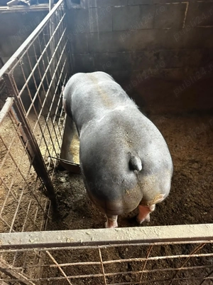 Vánd porci  - imagine 4