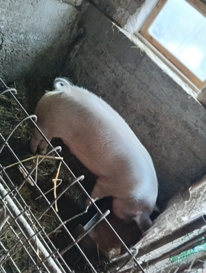 Porci de vînzare la Șieu Cristur  - imagine 2