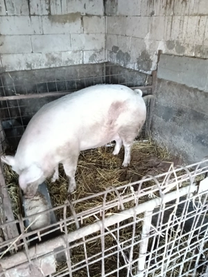 Vînd porci cu greutate cuprinsa  între 150 si 300 kg,crescuti numai cu cereale  - imagine 4