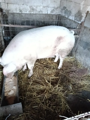 Vînd puicute de rasa brahma La Șieu Cristur  - imagine 3