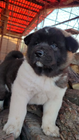 Pui Akita American  - imagine 2