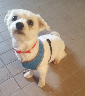 Bichon maltez toy 8 ani - imagine 2