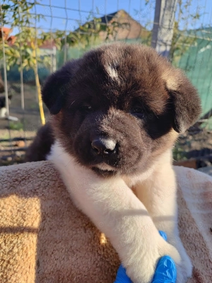 Pui Akita American 