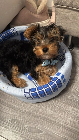 Pui de yorkshire 12 saptamani - imagine 2