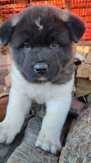 Pui Akita American  - imagine 3