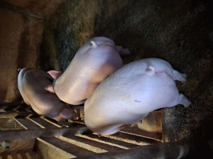 Porci mari si purcei - imagine 2