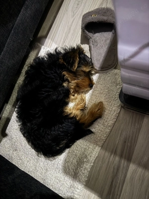 Pui de yorkshire 12 saptamani - imagine 3