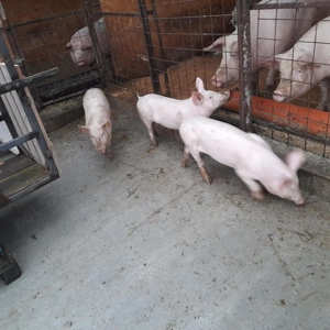 Porci mari si purcei - imagine 3