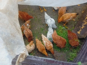 Vând găini crescute Bio. Vârciorog jud. Bihor - imagine 4