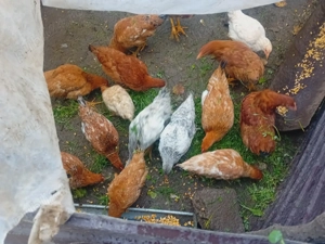 Vând găini crescute Bio. Vârciorog jud. Bihor - imagine 5