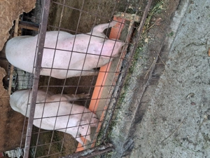 Porci mari si purcei - imagine 4