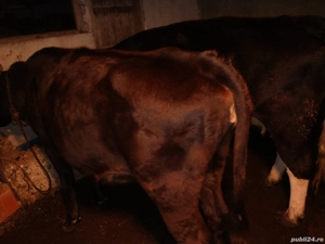 jurinca gestanta in 6 luni 