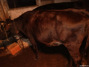 jurinca gestanta in 6 luni  - imagine 2