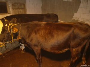 jurinca gestanta in 6 luni  - imagine 3