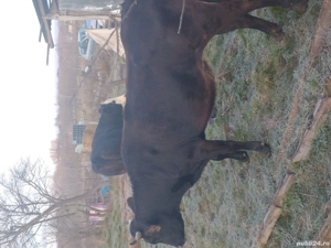 jurinca gestanta in 6 luni  - imagine 5