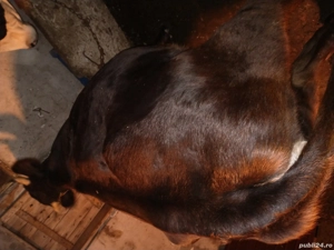 jurinca gestanta in 6 luni  - imagine 4