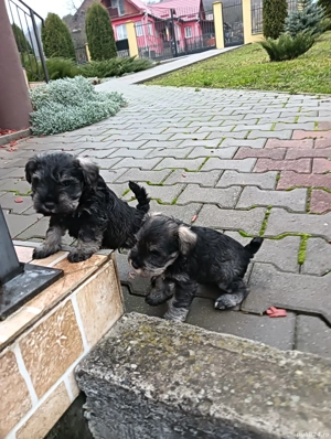 schnauzer pitic  - imagine 4