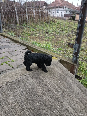 schnauzer pitic  - imagine 3