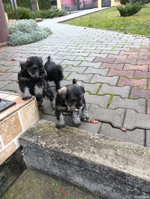 schnauzer pitic  - imagine 2