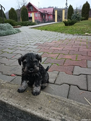schnauzer pitic  - imagine 5