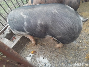 vand porc pt sacrificat