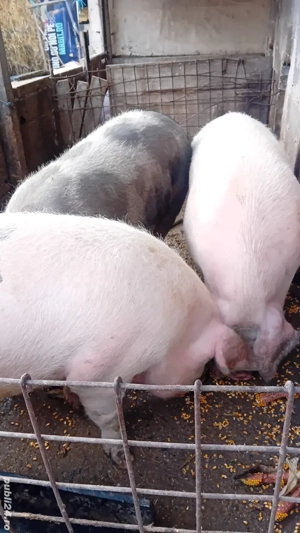 Porci de vanzare!   - imagine 3