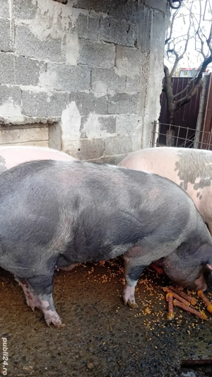 Porci de vanzare!  