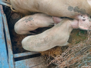 Porci de vanzare - imagine 2
