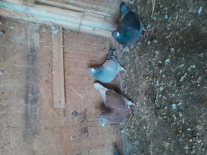 Voiajori standard de zbor  - imagine 2