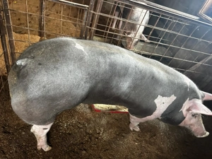 Vánd porci  - imagine 5