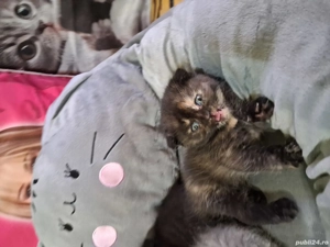 pisici british deparazitati - imagine 2